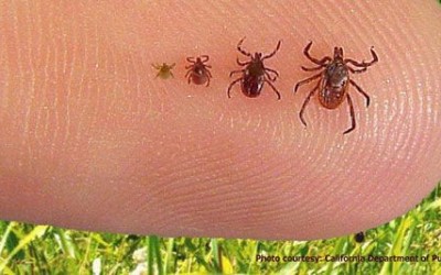 Tips and Tricks about Ticks