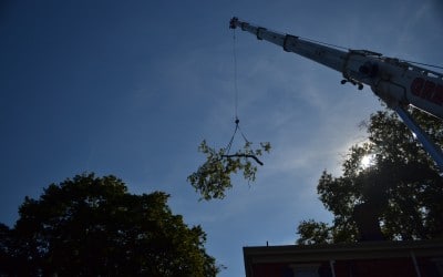 Century Old Sycamore Tree Removal