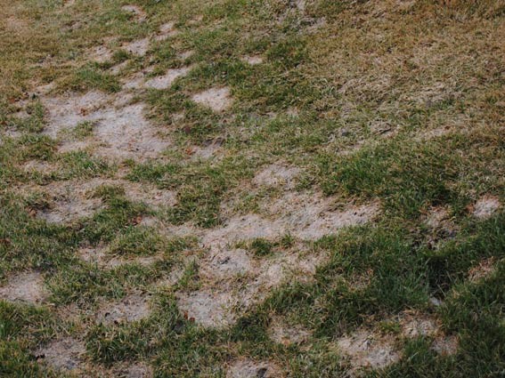 Is Snow Mold a Problem?