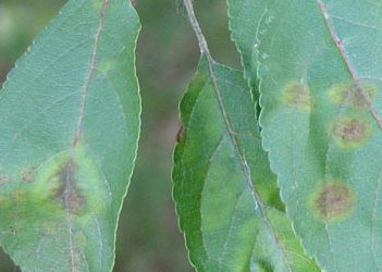 A Roundup of Three Tree Diseases
