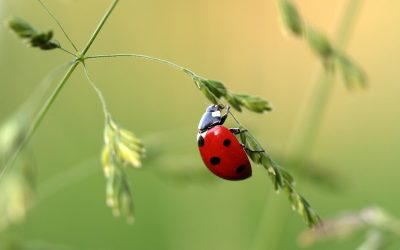 Guardians of the Garden: The Benefits of Beneficial Insects