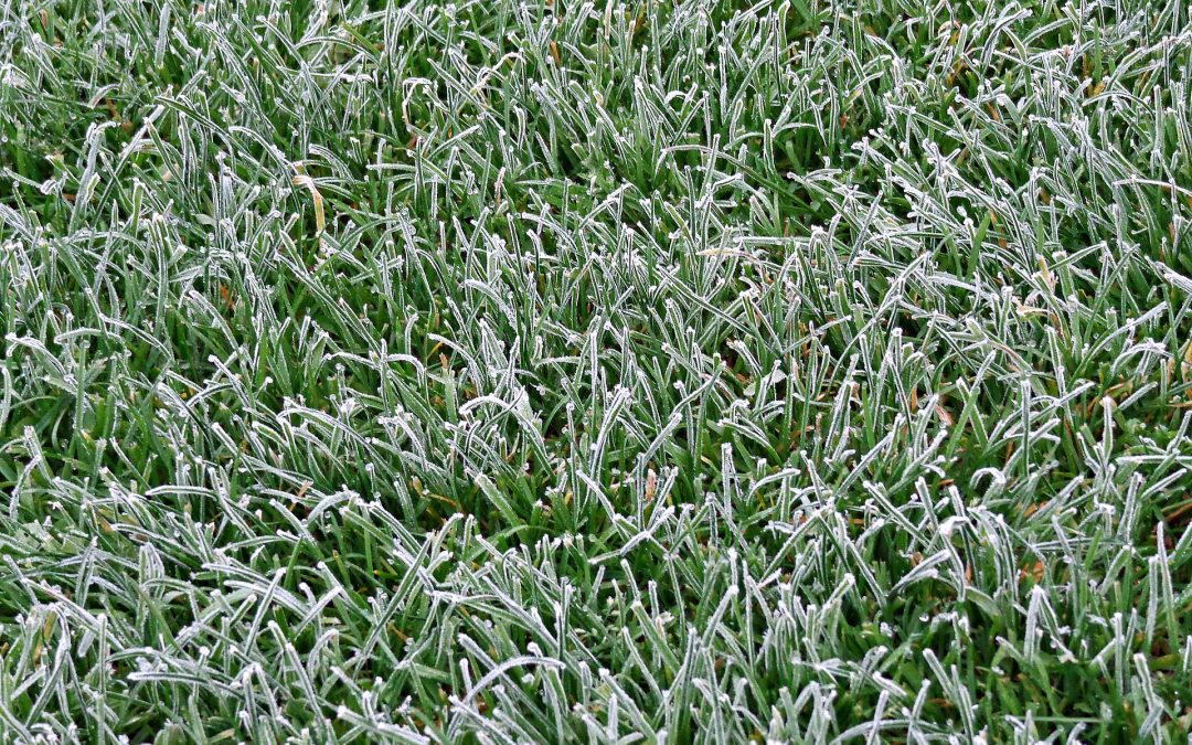 Snow, Ice and your Lawn - Good's Tree and Lawn Care