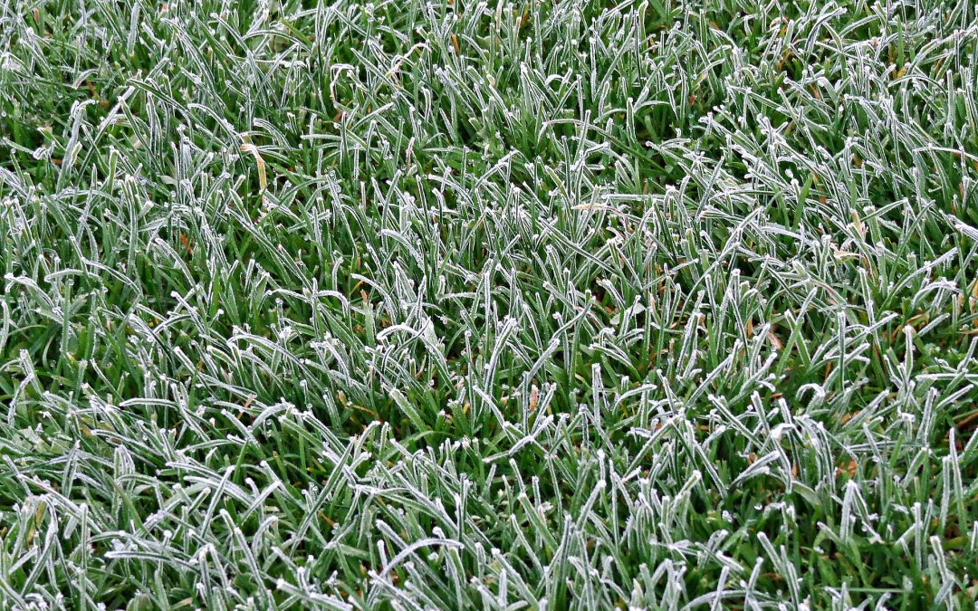 Snow, Ice and your Lawn