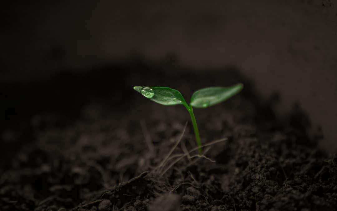 Everything You Need to Know About Soil Compaction