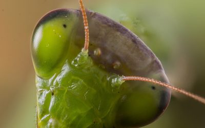 A Bite about Beneficial Bugs