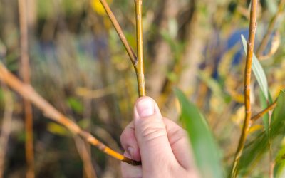 Answers to Your Top Tree Pruning Questions