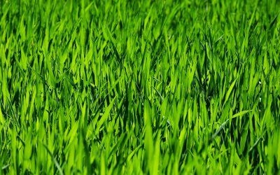 Everything You Need to Know about Lawn Aeration