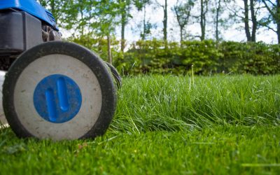 The Magic of Lawn Fertilization (When, Why, and How)
