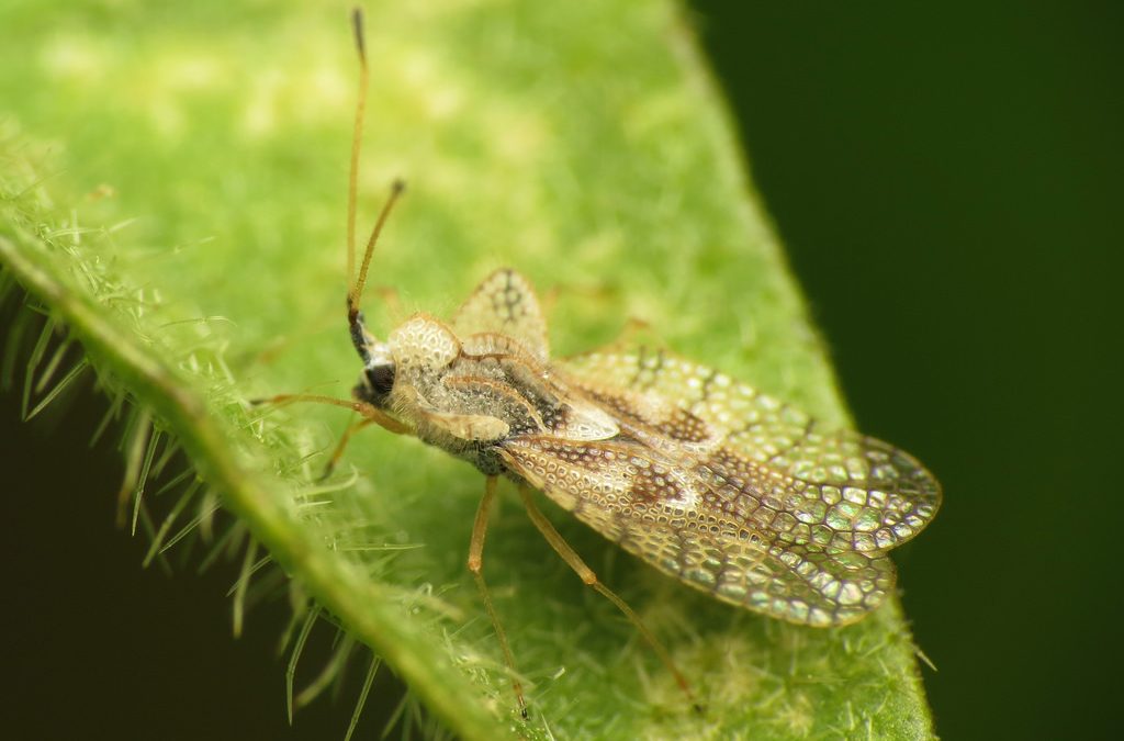 Lace Bug: Pretty Pests That Make for Ugly Plants