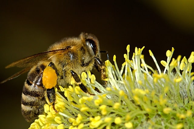 Seven Reasons to Love Bees