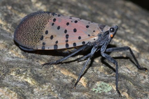 Shedding Light on the Pennsylvania Lanternfly Invasion