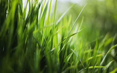 Getting Your Lawn Ready for Spring
