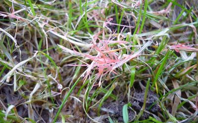 Is Red Thread Threatening Your Lawn?