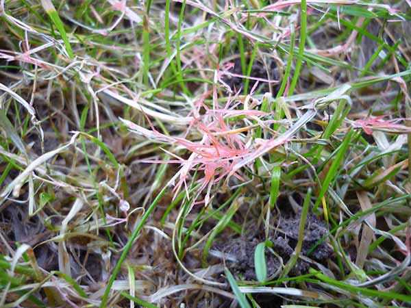 Is Red Thread Threatening Your Lawn?