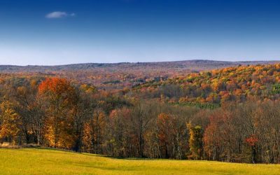 The Best Pennsylvania Trees for Fall Colors