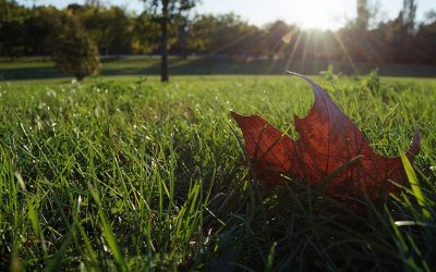 What to Do with Your Lawn in the Fall