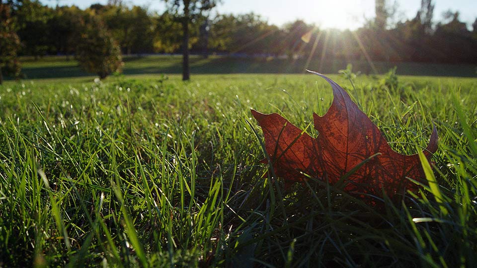 What to Do with Your Lawn in the Fall