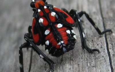 The Latest on the Pennsylvania Spotted Lanternfly Invasion