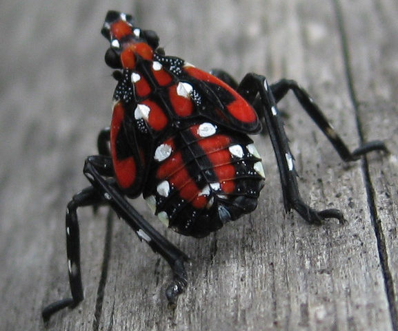 The Latest on the Pennsylvania Spotted Lanternfly Invasion
