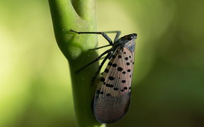 Is Spotted Lanternfly a Concern in the Fall?