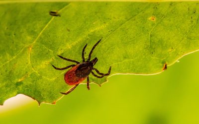 The Worst Fall Pests in Pennsylvania