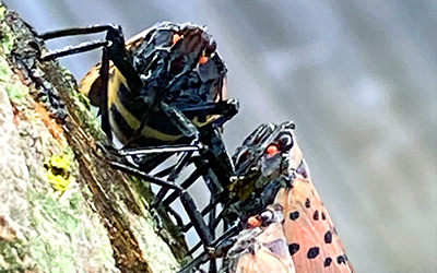 Spotted Lanternfly Management for Residents