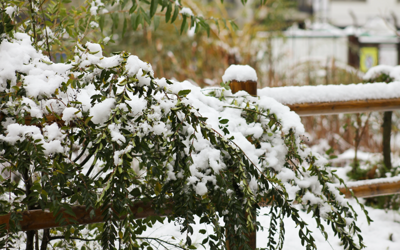 Is the Snow Damaging Your Trees and Plants?