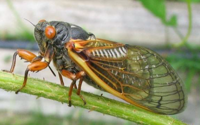 What You Need To Know About the 17-Year Cicada