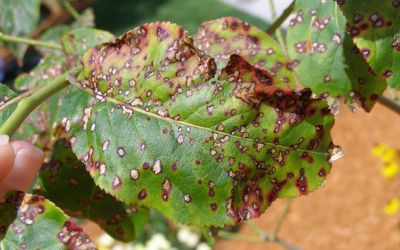 Understanding the Plant Disease Triangle