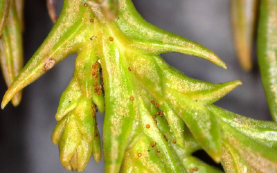 Do You Have Spruce Spider Mites?