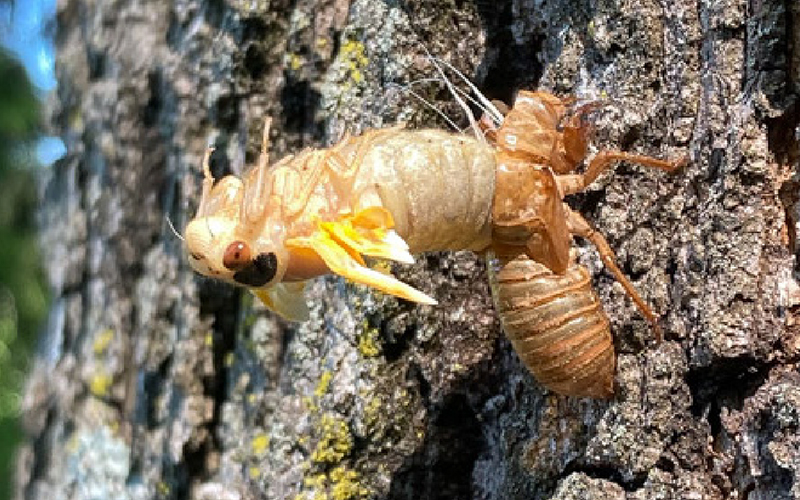 What are Brood X Periodical Cicadas Doing This Week?