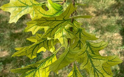 Why Does My Tree Have Yellow Leaves?